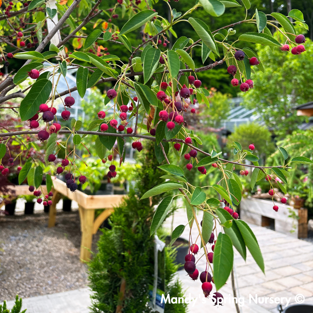 Autumn Brilliance Serviceberry | Amelanchier x grandiflora