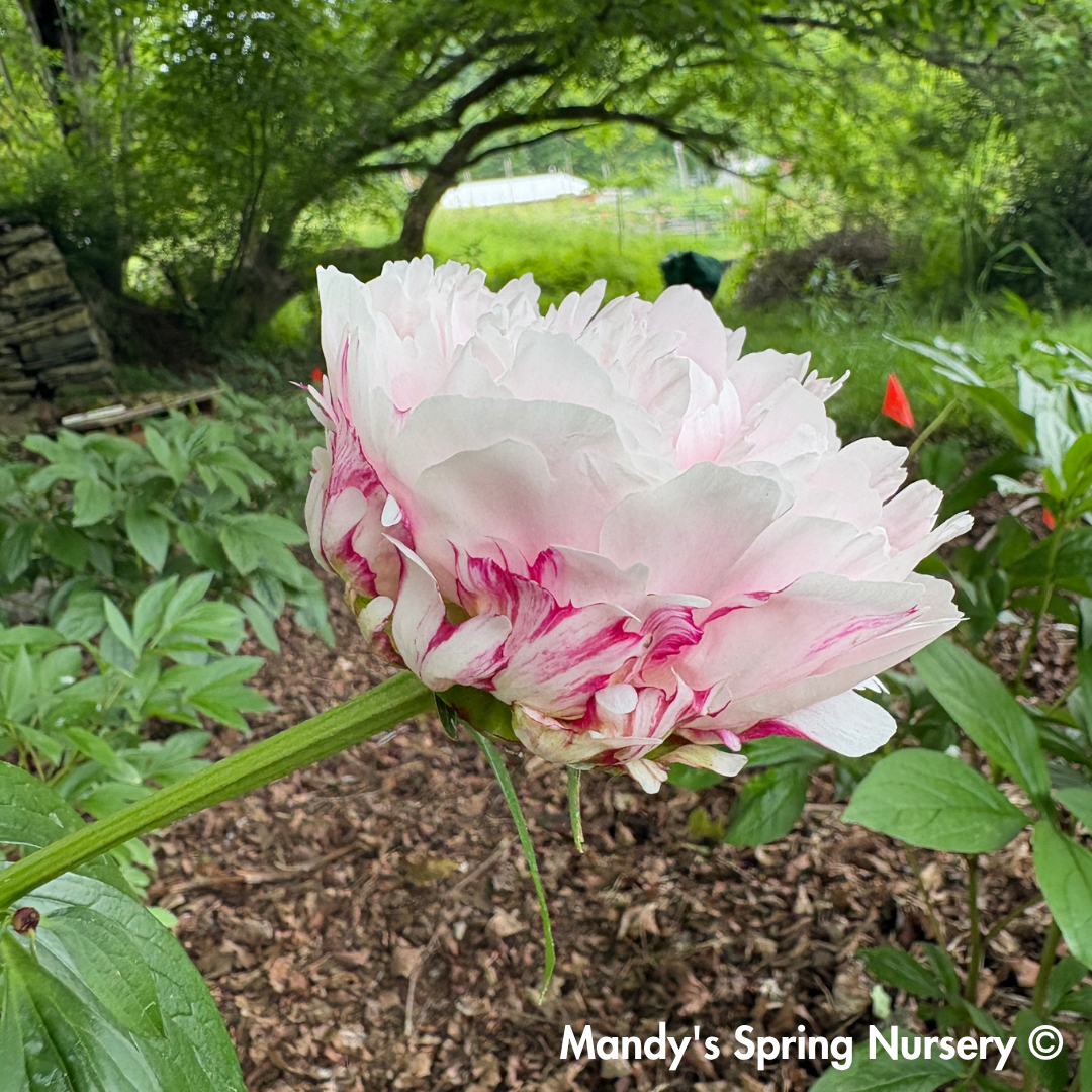 Sarah Bernhardt Peony | Paeonia