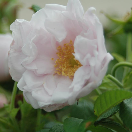 Snow Pavement White Rose | Rosa rugosa ‘Schneekoppe'