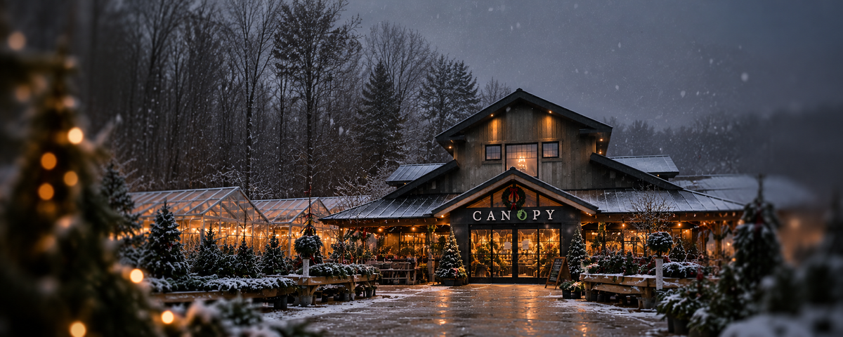 Fresh holiday greenery at Canopy of Saratoga