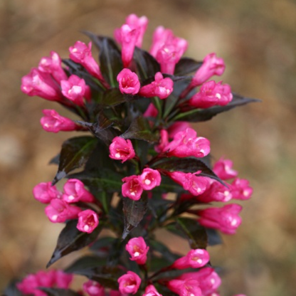 Spilled Wine Weigela | Weigela florida