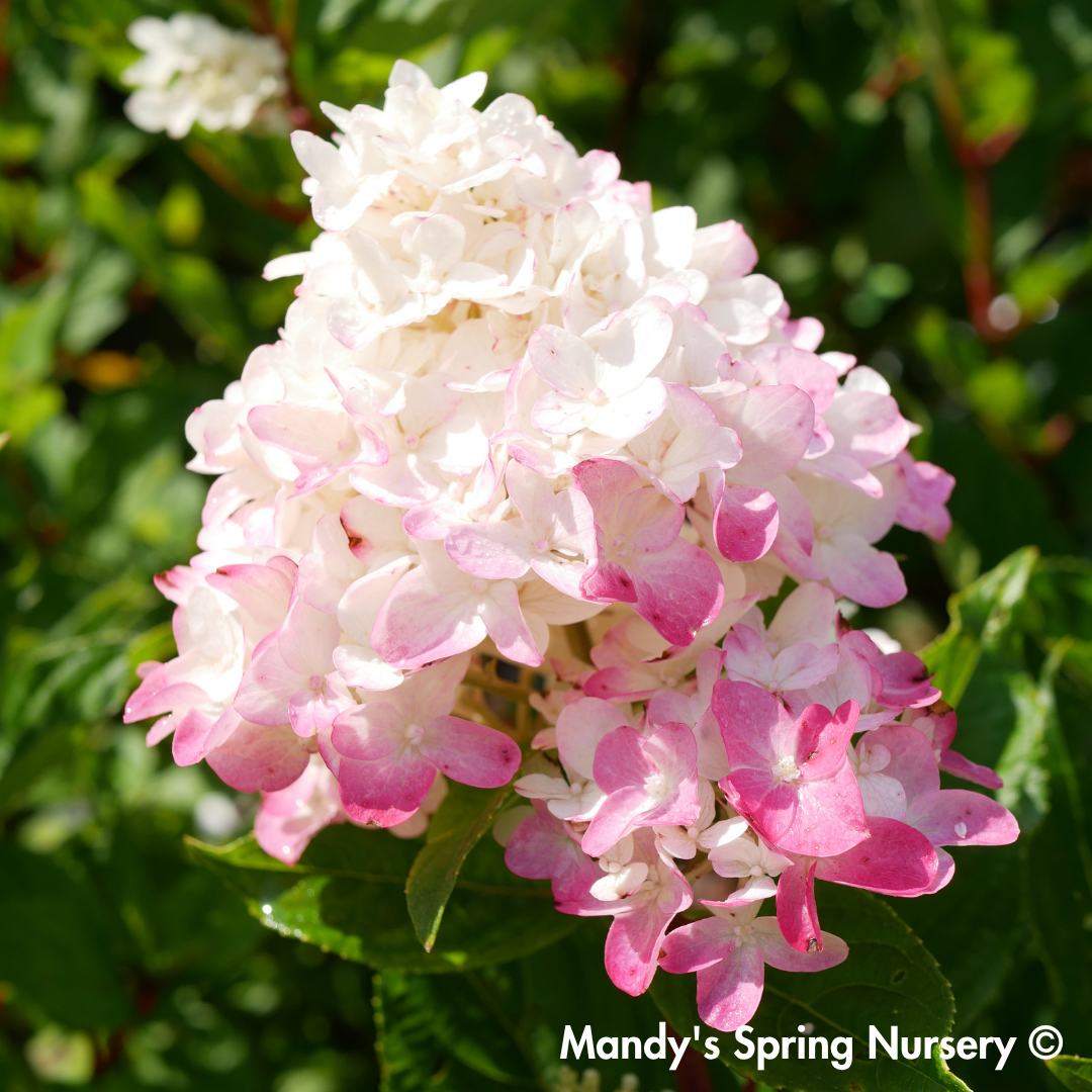 First Editions® Spring Sizzle® Hydrangea | Hydrangea paniculata