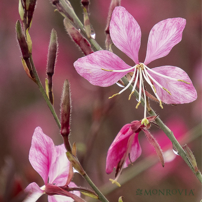 'Steffi™ Dark Rose' Gaura | Gaura lindheimeri