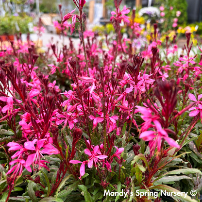 'Steffi™ Dark Rose' Gaura | Gaura lindheimeri