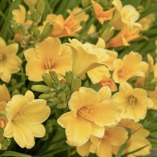 'Stella de Oro' Daylily | Hemerocallis Monrovia