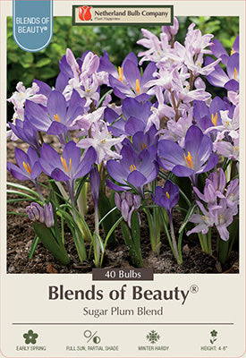 Sugar Plum Blend Bulbs