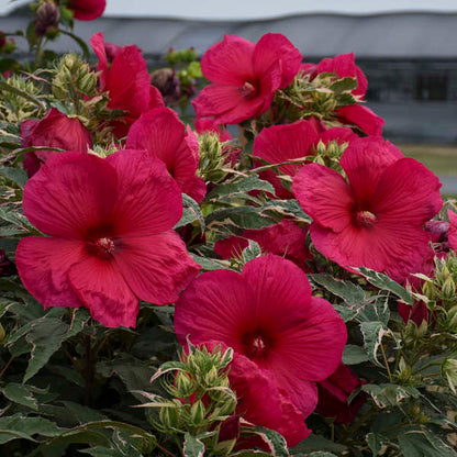 'Summer Carnival' Hibiscus