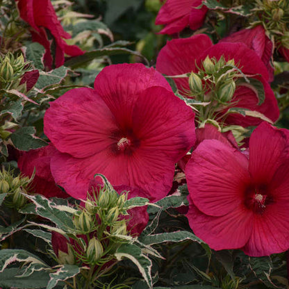 'Summer Carnival' Hibiscus