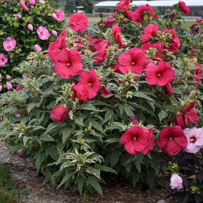 'Summer Carnival' Hibiscus