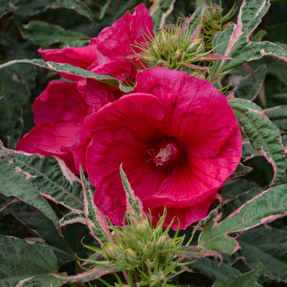 'Summer Carnival' Hibiscus