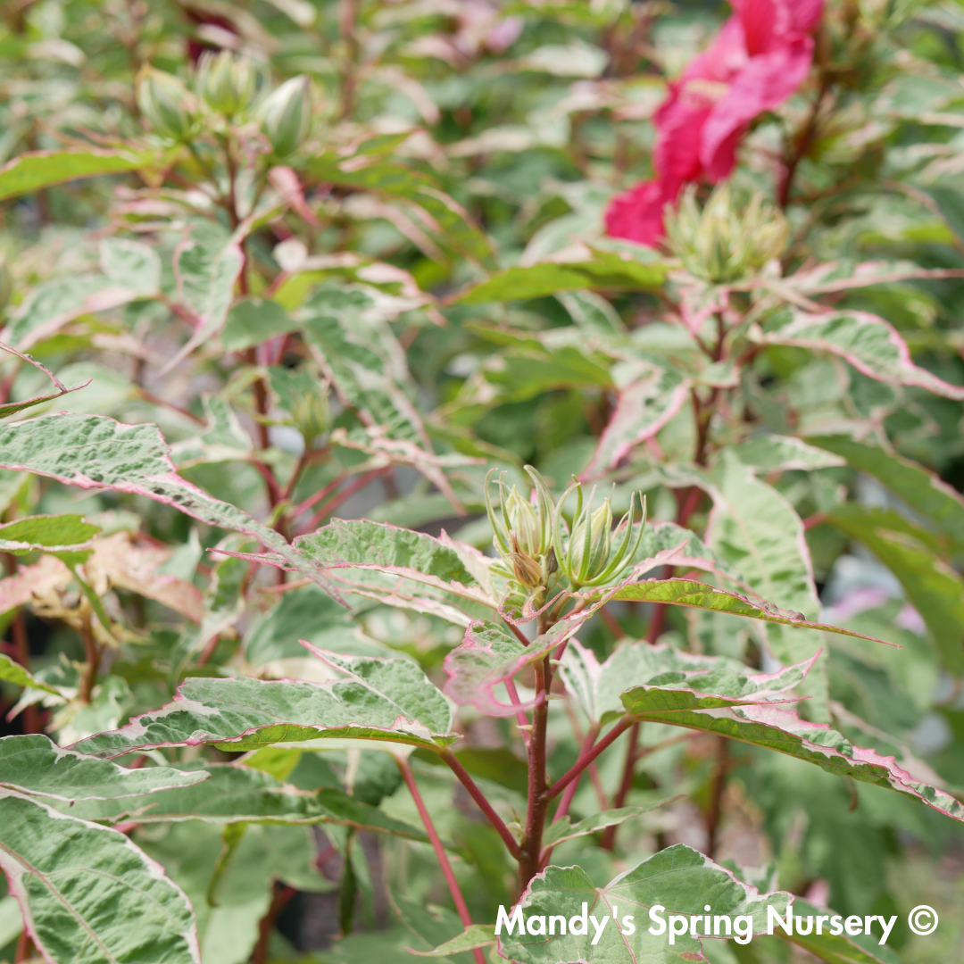 'Summer Carnival' Hibiscus
