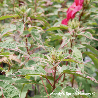 'Summer Carnival' Hibiscus