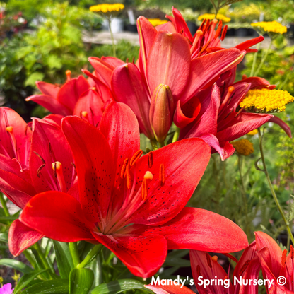 Summer Scarlet®' LA Hybrid Asiatic Lily | longiflorum x asiatic