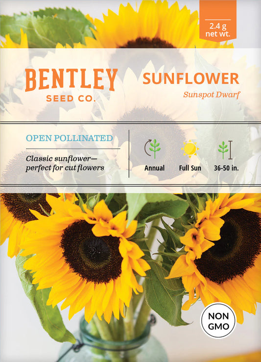 Sunflower Sunspot Dwarf (NON GMO)