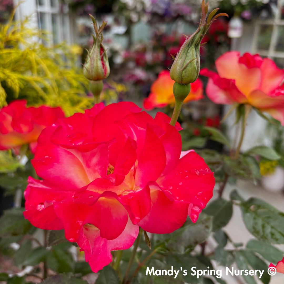 Sunset Horizon Floribunda Rose Tree-Form | Rosa