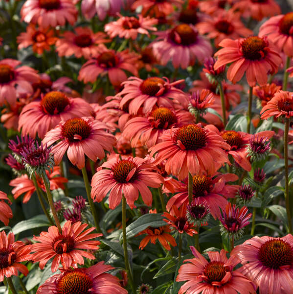 'Tanager' Coneflower | Echinacea hybrid