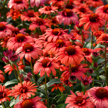 'Tanager' Coneflower | Echinacea hybrid