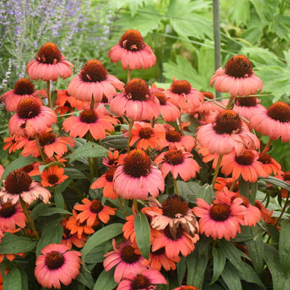 'Tanager' Coneflower | Echinacea hybrid