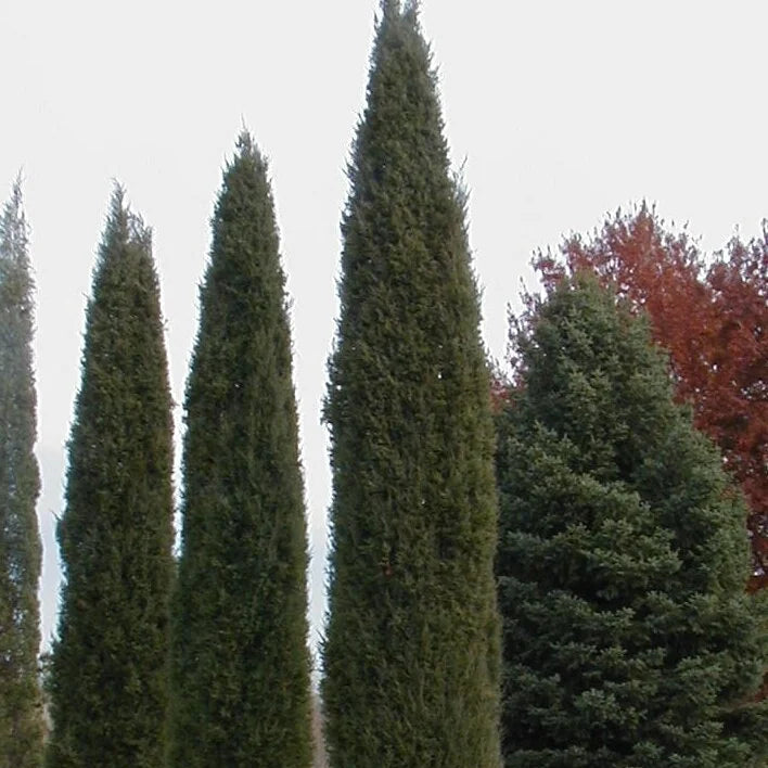 Taylor Juniper | Juniperus virginiana