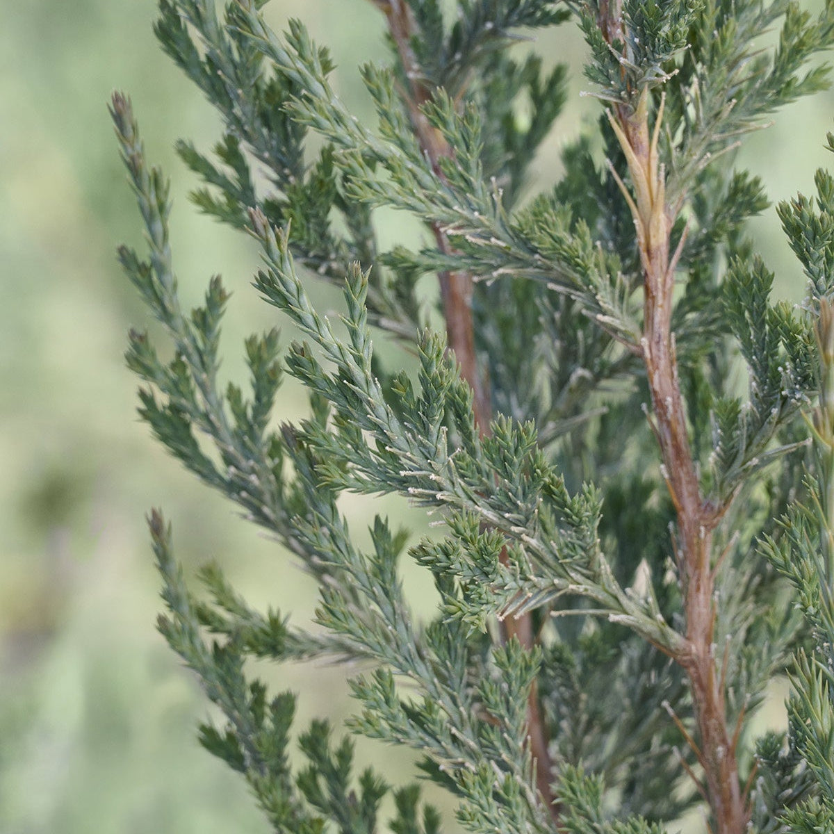 Taylor Juniper | Juniperus virginiana