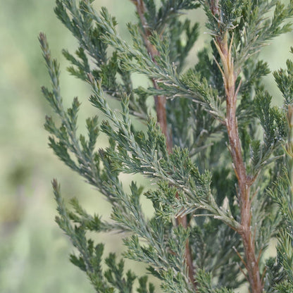 Taylor Juniper | Juniperus virginiana