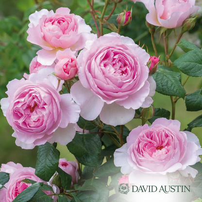 The Ancient Mariner Rose | Rosa
