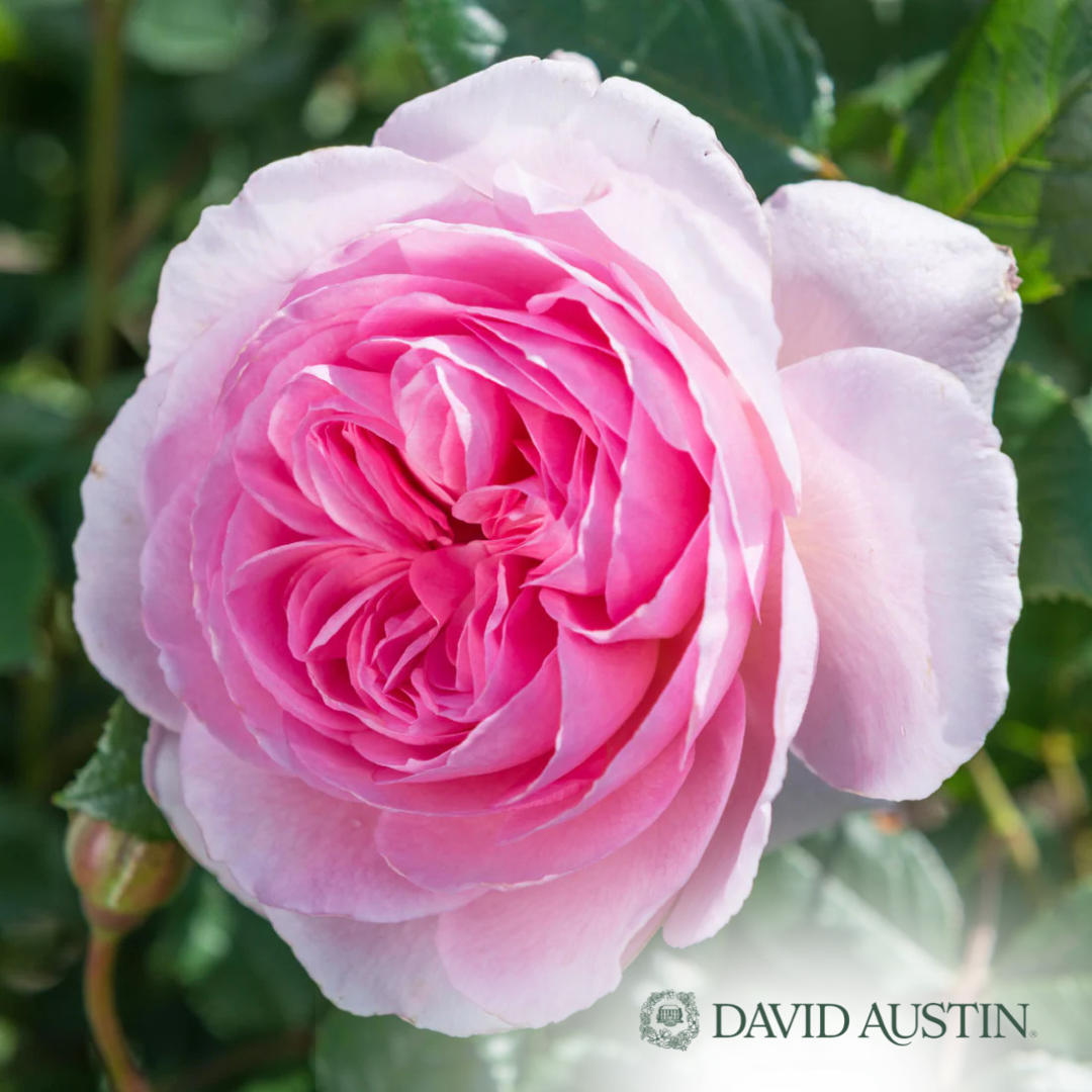 The Ancient Mariner Rose | Rosa