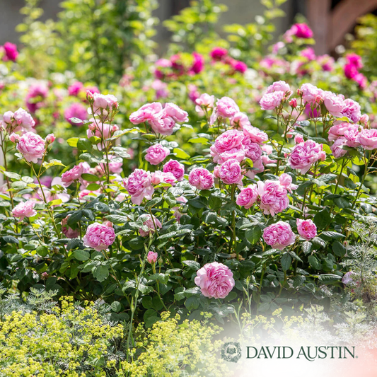 The Ancient Mariner Rose | Rosa