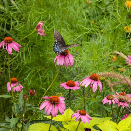 'The Fuchsia is Bright' Coneflower | Echinacea hybrid