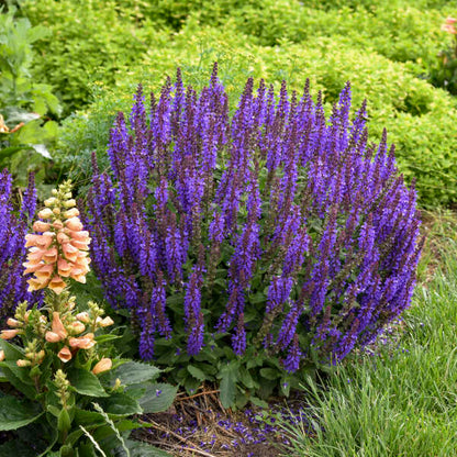 'Violet Profusion' Salvia | Salvia nemorosa