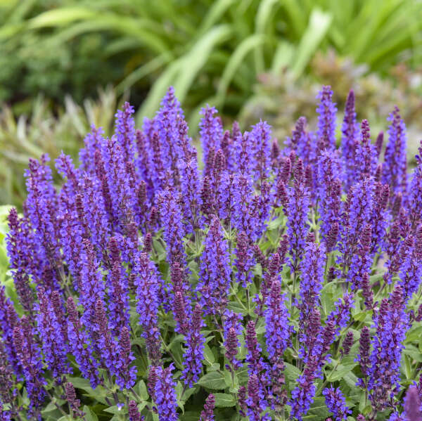 'Violet Profusion' Salvia | Salvia nemorosa