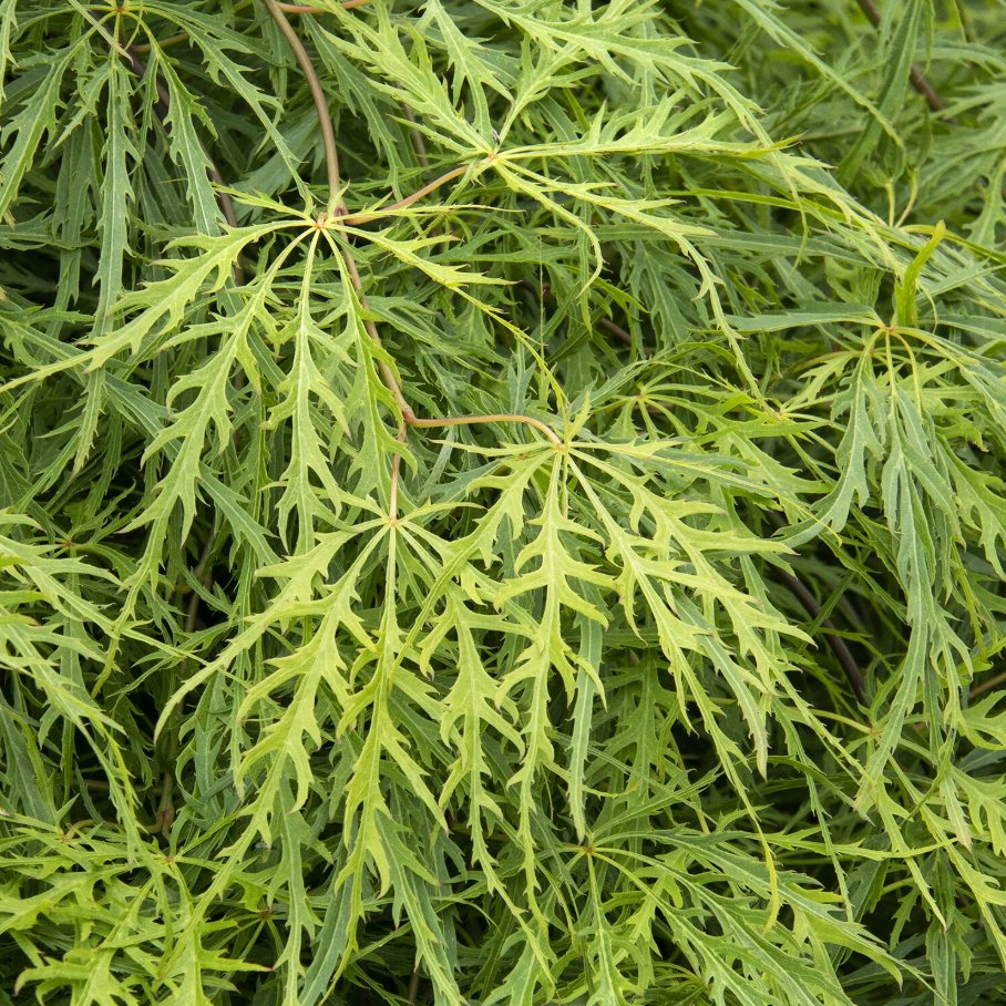 Viridis Japanese Maple | Acer palmatum var. dissectum