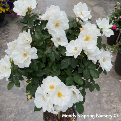 White Knock-Out Rose Tree-Form | Rosa