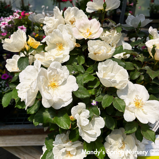 White Knock-Out Rose Tree-Form | Rosa