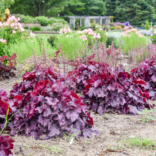 'Wild Rose' Coral Bells | Heuchera