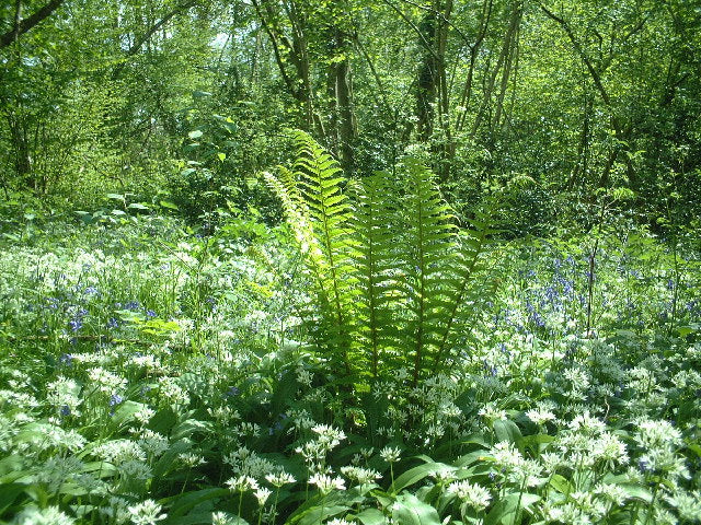 Assorted Wild Fern