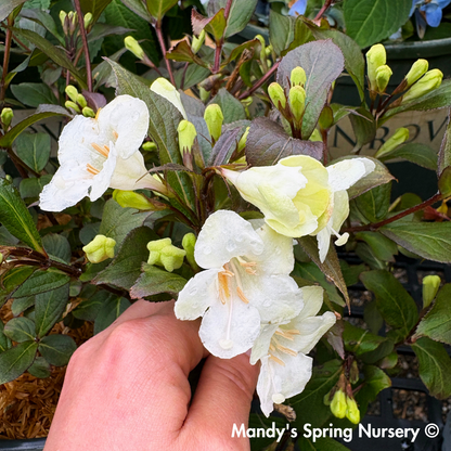'Wine & Spirits' Weigela