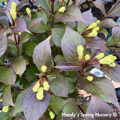 'Wine & Spirits' Weigela