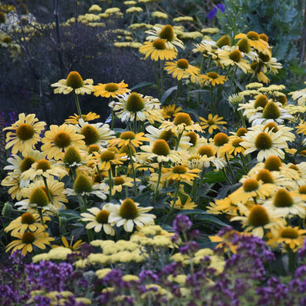 'Yellow My Darling' Coneflower | Echinacea hybrid