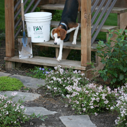 Yuki Cherry Blossom® Deutzia