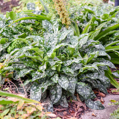 'Pink-a-Blue' Lungwort | Pulmonaria
