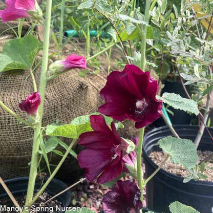 'Las Vegas' Fig Leaf Hollyhock | Alcea