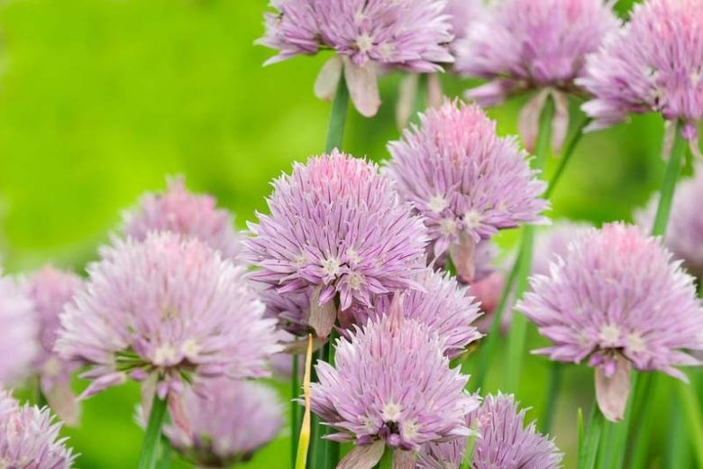 Chives | Allium schoenoprasum