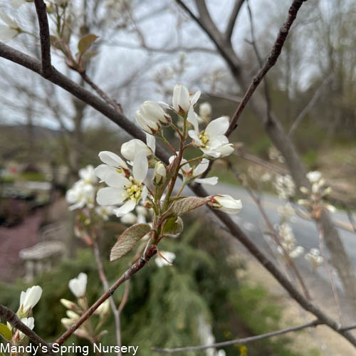 Autumn Brilliance Serviceberry (Shrub-Form) | Amelanchier x grandiflora 'Autumn Brilliance'