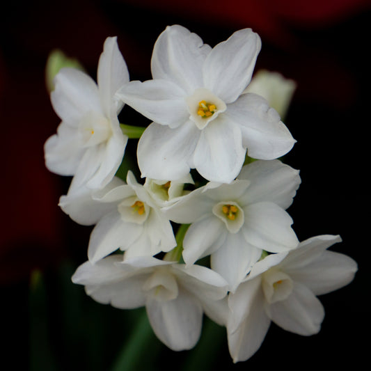 Narcissus Paperwhite Bulbs