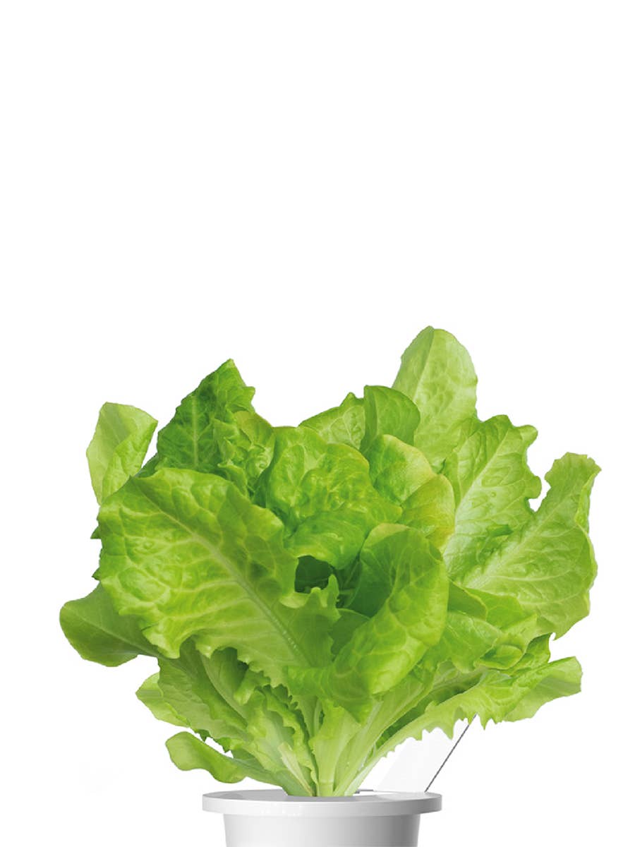 Green Lettuce Plant Pods 9-pack