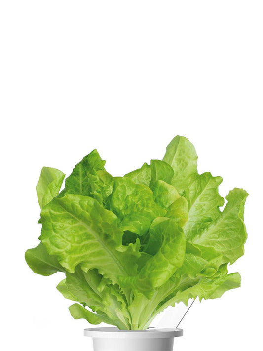 Green Lettuce Plant Pods 9-pack