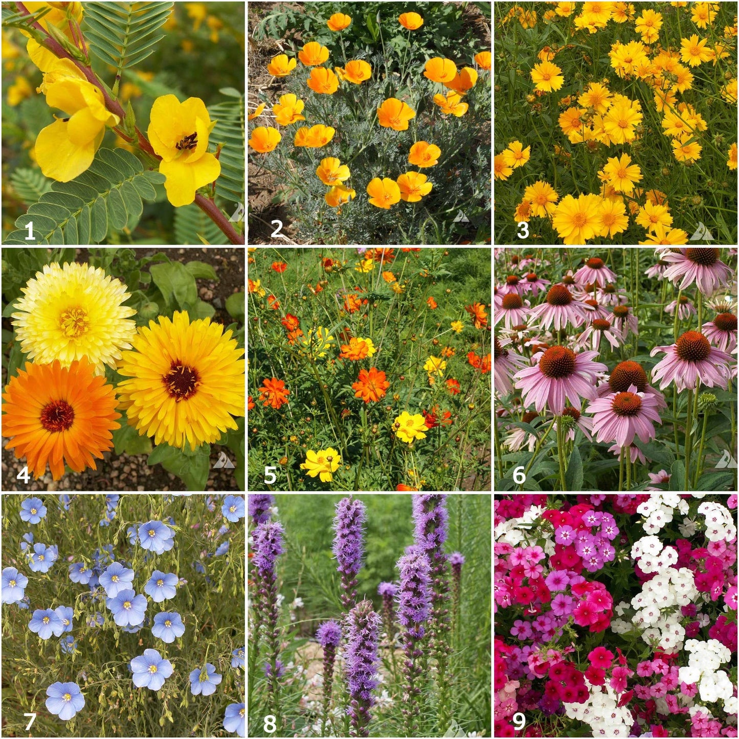 Kids Scatter Garden | Bird Habitat | Holiday Learning Gift