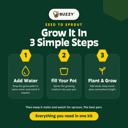 Holiday Spruce Tree Grow Kit | Christmas Tree | Indoor Gift