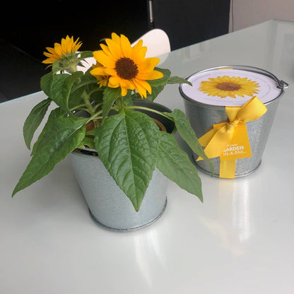 Garden in a Pail Mini Sunflowers | Summer & Fall Flowers